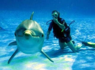 Buceador con delfin